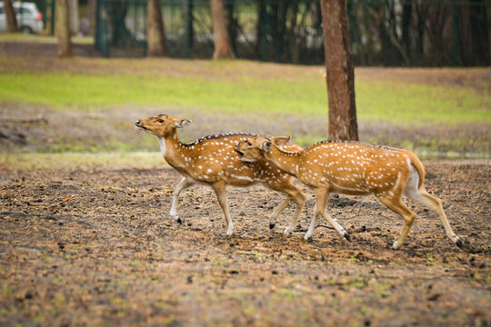 spotted deer running together and interacting in a woodland enclosure.
