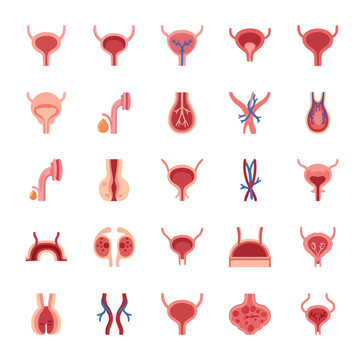 Urinary system organ icon set medical illustration