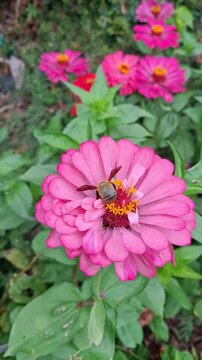 Yellow-sided Carpenter (Xylocopa minor) or large carpenter bee extracting nector from Zinnia flowers