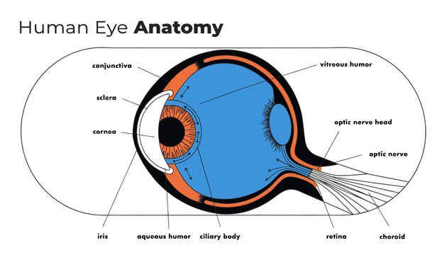 Human Eye Anatomy Diagram - Detailed Cross-Section of the Ocular Organ