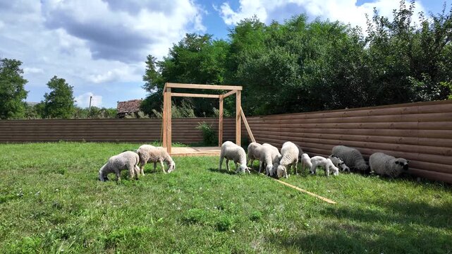 Sheep graze on green grass near a fence in bright sunlight during the day.