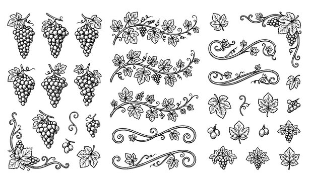 Decorative Grape Vine Collection with Grapes Leaves Flourishes Borders and Ornamental Botanical Elements Outline Vector Set
