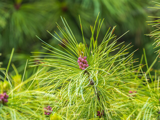 Cedar branches with long fluffy needles with a beautiful blurry background. Cedar branches with fresh shoots in spring. © Dmitrii Potashkin