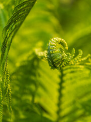 Natural green young ostrich fern or shuttlecock fern © Dmitrii Potashkin