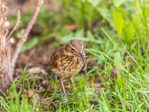 Wood bird Redwing, Turdus iliacus, on a sprng lawn.