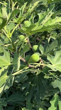 Green unripe figs growing on a tree branch among lush green leaves under bright sunlight, vertical video