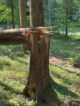 A severely broken tree trunk with exposed splintered wood stands in a green forest, showing natural structural damage and the powerful effects of weather on woodland trees