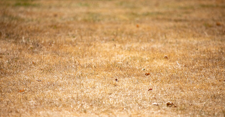 Obraz premium Dry yellow dead grass lawn surface texture affected by summer drought