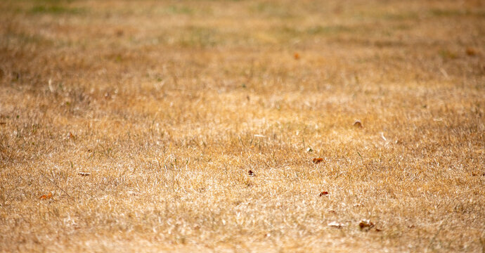 Dry yellow dead grass lawn surface texture affected by summer drought