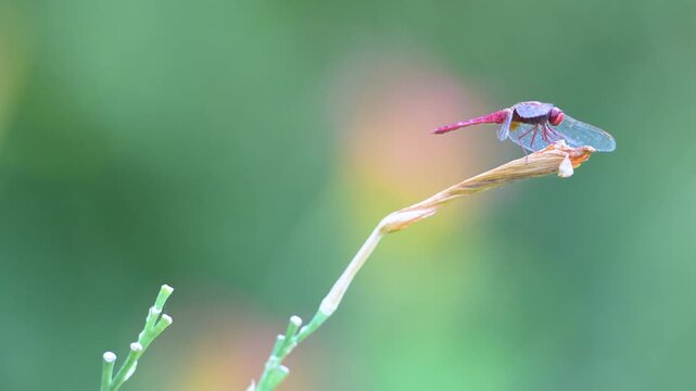 Mature male Red darter resting on the lookout on a on a withered flower of hemerocalle shaken by the wind. Crocothemis erythraea, Hemerocallis sp, Indre-et-Loire 37, r&eacute;gion Centre, France, Europe