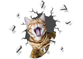 Funny Surprised Cat Breaking Through a Wall, Cartoon Illustration © rizka