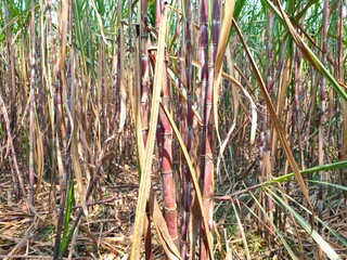 Obraz premium Tall sugarcane stalks with dark reddish-purple stems and dry, narrow green and brown leaves growing densely in a field.