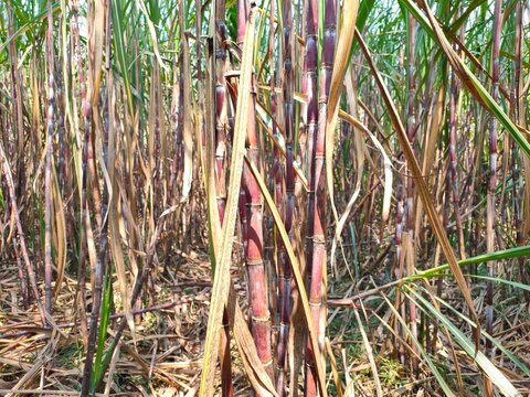 Tall sugarcane stalks with dark reddish-purple stems and dry, narrow green and brown leaves growing densely in a field.