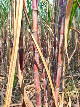 Close-up view of purple sugarcane stalks surrounded by dry yellowish leaves in an agricultural crop field.