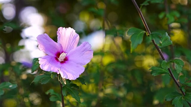Rose of Sharon Mugunghwa Hibiscus Flower Blooming in Morning Summer Garden with Copy Space