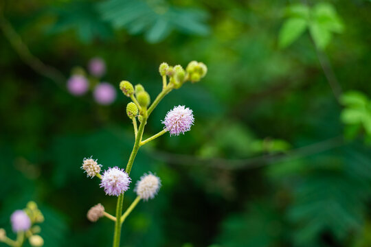 Close up of pink mimosa pudica flowers blooming in garden with bokeh background