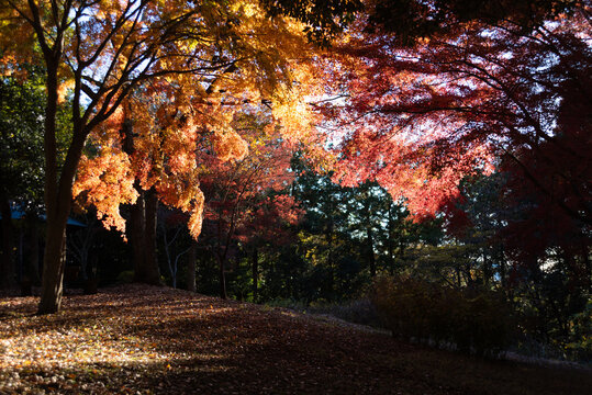 Vibrant red and golden autumn leaves backlit by the sun on branches at Shirao Mountain Park (Shiraosan) in Fujinomiya, Japan, in December. Horizontal shot.