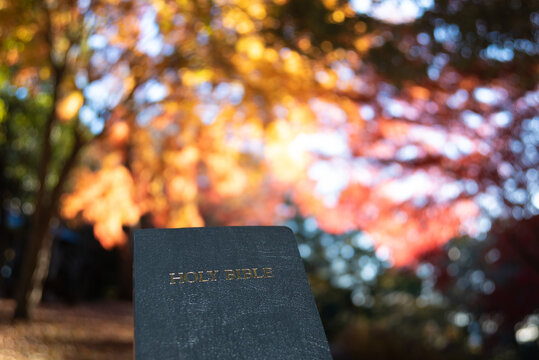 A close-up of a closed black Holy Bible against a soft bokeh and bright autumn foliage background at Shirao Mountain Park, Fujinomiya, Japan.
