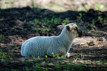 Young lamb resting on the ground in cool woodland shade © Edijs