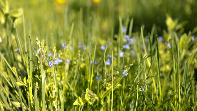 Close up view of tiny blue and yellow wildflowers growing in lush green spring lawn. JPG