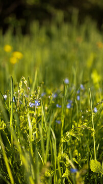 Vertical close up of wild green grass filled with yellow lesser celandine and tiny blue petals. JPG