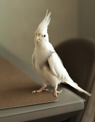 Cute white cockatiel parrot perched on table surface inside modern living room. JPG © BorysiukN