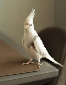 Cute white cockatiel parrot perched on table surface inside modern living room. JPG