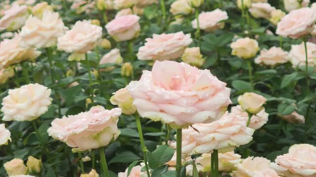 White and pink roses in a garden on a high mountain.