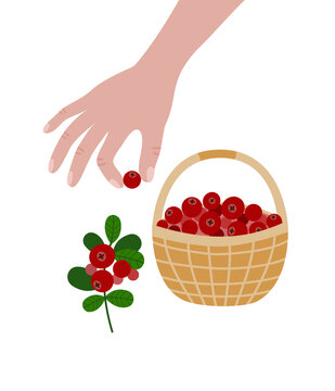 Lingonberry picking illustration with hand harvesting red berries into basket