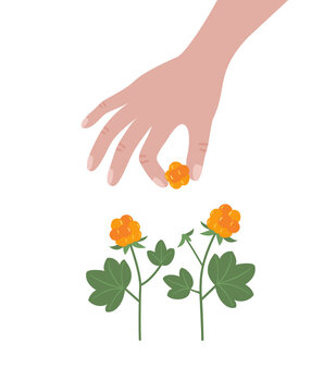 Hand picking Cloudberries from plant, wild berry harvest flat vector illustration