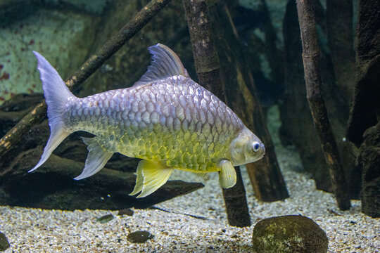 Ein silberner Fisch mit gl&auml;nzenden Schuppen schwimmt in einem S&uuml;&szlig;wasseraquarium &uuml;ber sandigem Boden zwischen dunklen &Auml;sten und Wurzeln.