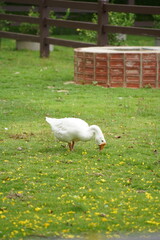 White goose grazing on green lawn in a park  © Sasitorn