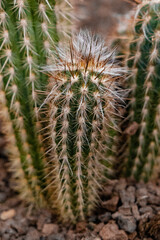 Nahaufnahme eines säulenförmigen Kaktus mit dorniger Struktur und feinen, weißen Härchen an der Spitze. Detail der Pflanze auf steinigem Untergrund in einer Wüsten- oder Gartenlandschaft. © Dominik