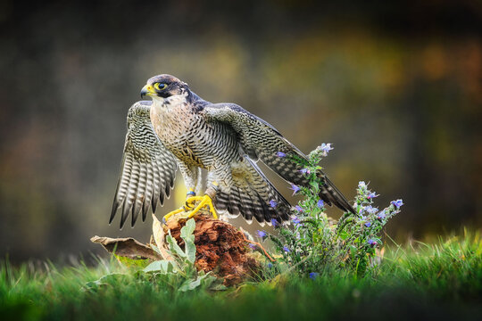 Peregrine Falcon - Falco peregrinus in the grass with spread wings
