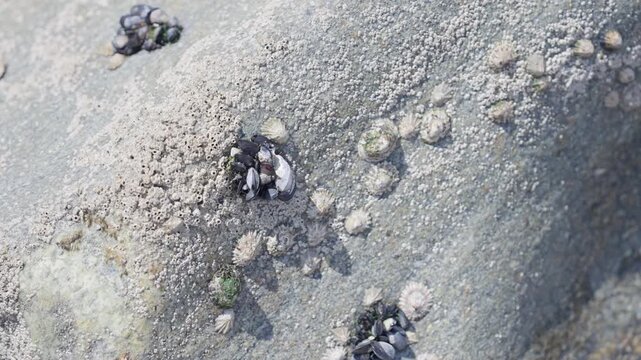Small barnacles and mussels attached to a rock surface
