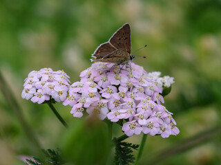 macro of a male Lycaena tityrus the sooty copper butterfly on achillea millefolium © lotusblüte17