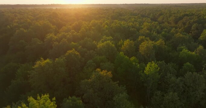 Aerial View of Pedunculate Oak Forest at Sunrise, Croatia