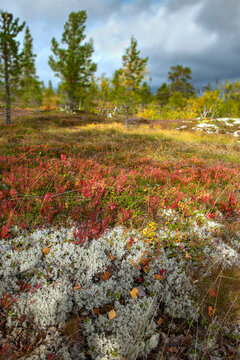 white lichen and red leaves of the shrubs covering the ground of a forest in a Swedish under cloudy sky