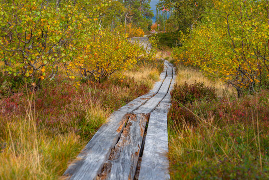 wooden hiking trail following a skiddo track crossing the forest at the edge of autumn in sweden