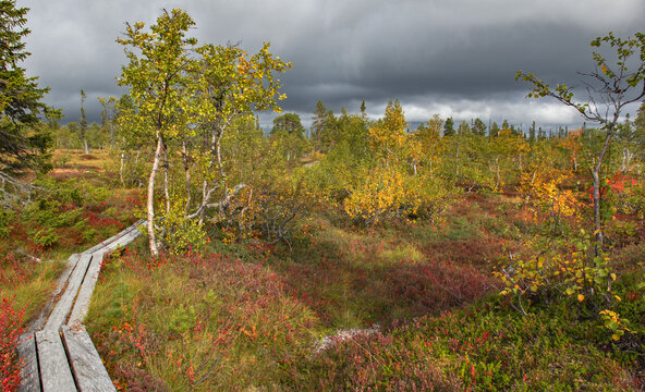 wooden hiking trail following a skiddo track crossing the forest in autumn in sweden under cloudy sky