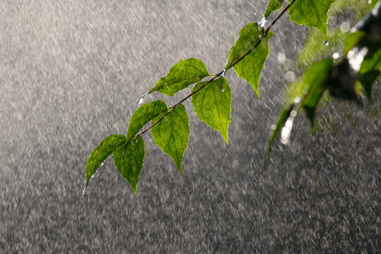 Summer rain and a branch