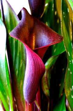Dark Purple Calla Lily Zantedeschia With Spotted Leaves