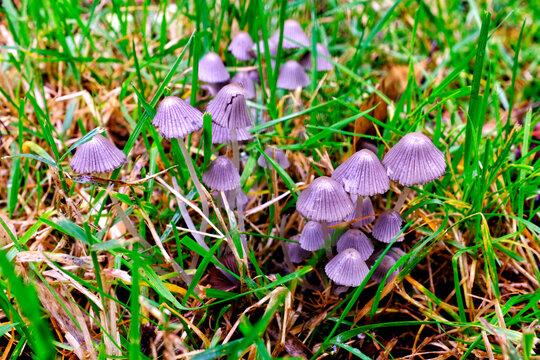 Purple Lilac Bonnet Mushrooms Mycena Pura In Grass