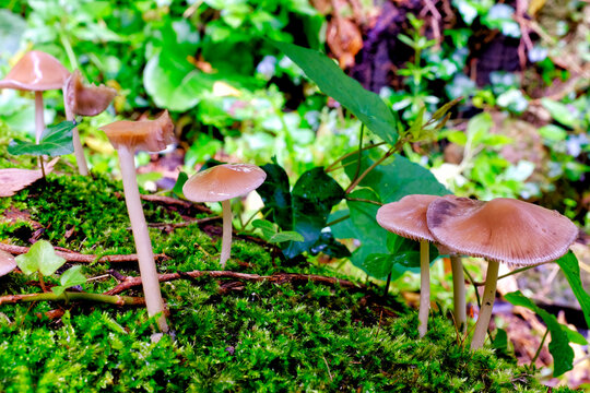 Small Brown Mycena Mushrooms On Mossy Log In Forest