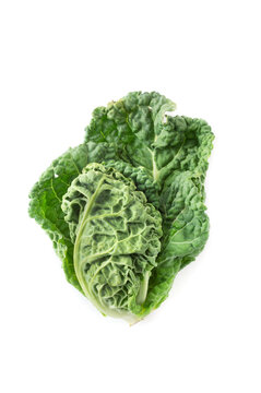 Fresh Savoy Cabbage Head With Crinkled Green Leaves Isolated