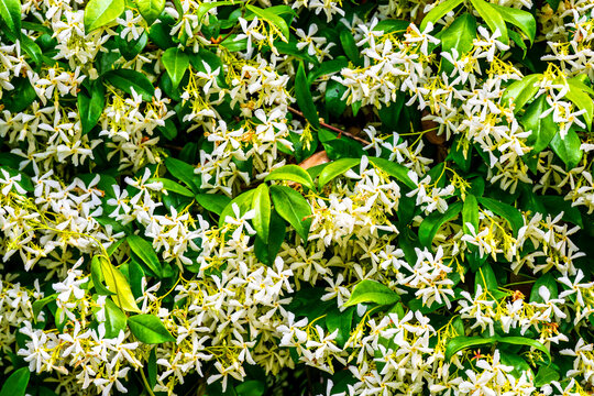 Star Jasmine