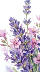 Fototapeta premium Watercolor lavender and pink blossoms on white background, delicate