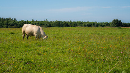 Fototapeta premium White beef cow grazing alone in a green wildflower pasture on a sunny summer day