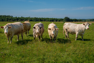 Fototapeta premium Group of white beef cattle standing together in a green summer pasture and looking toward camera