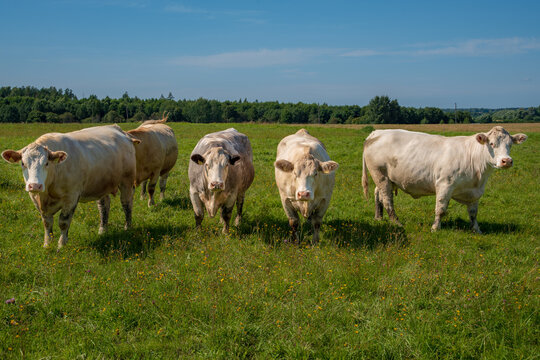 Group of white beef cattle standing together in a green summer pasture and looking toward camera
